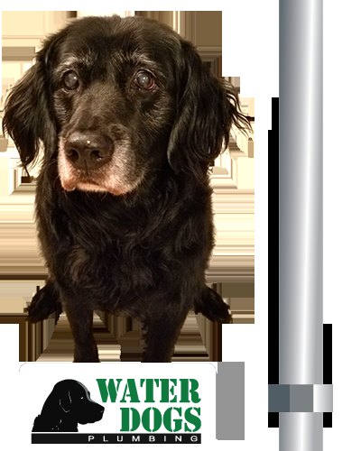 Waterdogs Plumbing